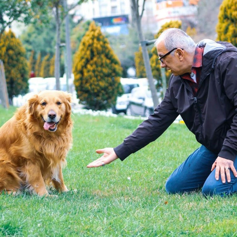 title="Handler engaging calmly with dog outdoors — promoting obedience, trust, and canine training connection" alt="Person kneeling on grass interacting calmly with seated dog in outdoor park setting, demonstrating handler engagement and positive rein