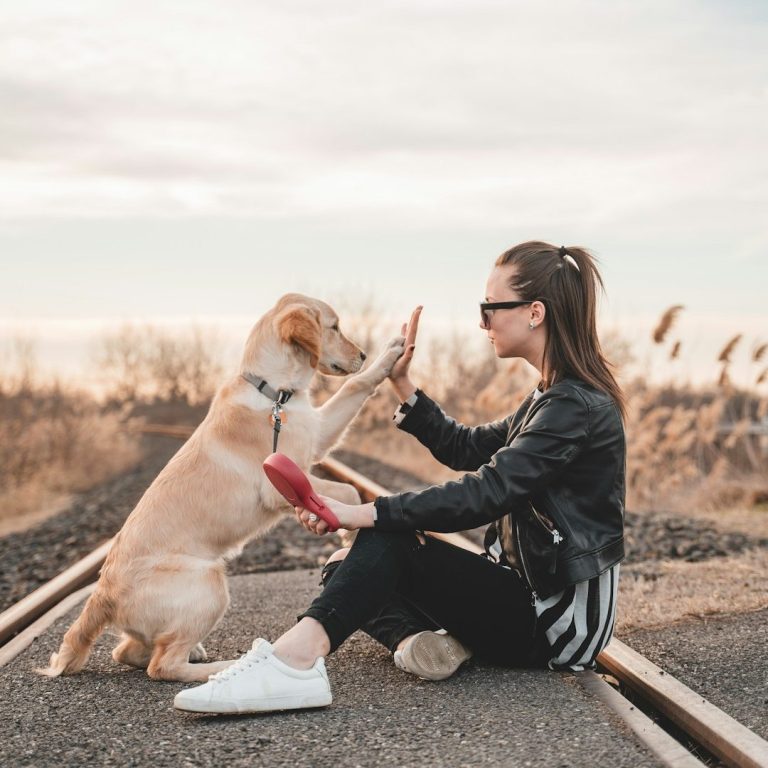 title="Labrador giving high-five outdoors — highlighting reward-based obedience and dog-handler bonding" Person giving high-five to Labrador Retriever on railway track in outdoor setting, demonstrating positive reinforcement and playful eng