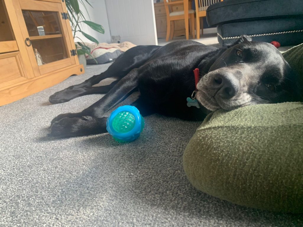 Relaxed black dog with toy ball during indoor downtime — promoting calm canine behaviour and puppy training <img src="your-image-path.png" alt="Black dog with red collar resting on green cushion beside textured toy ball during relaxed indoor downti