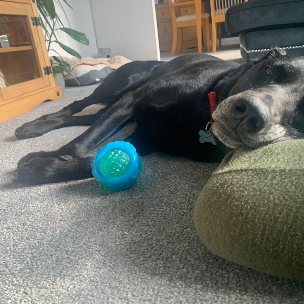 Relaxed black dog with toy ball during indoor downtime — promoting calm canine behaviour and puppy training <img src="your-image-path.png" alt="Black dog with red collar resting on green cushion beside textured toy ball during relaxed indoor downti