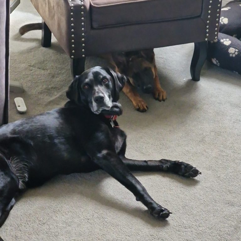 title="Focused working dog indoors — showcasing attentive behaviour for obedience and canine training" alt="Alert German Shepherd or Belgian Malinois sitting indoors with focused expression, demonstrating attentive canine behaviour ideal