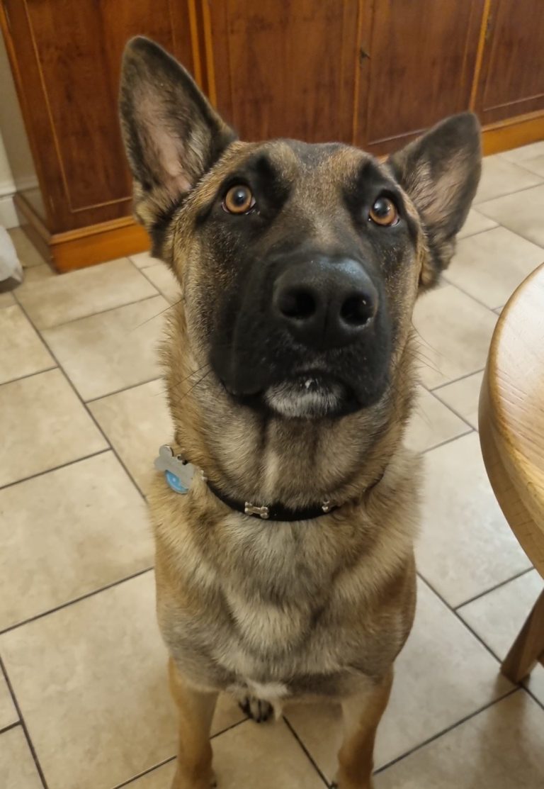 Focused working dog indoors — showcasing attentive behaviour for obedience and canine training" Alert German Shepherd or Belgian Malinois sitting indoors with focused expression, demonstrating attentive canine behaviour